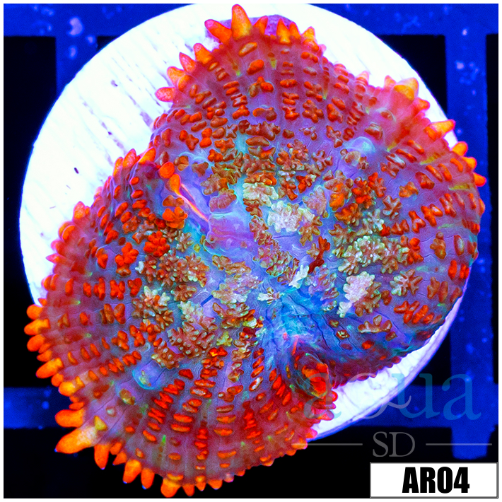 Flaming Rhodactis Mushroom