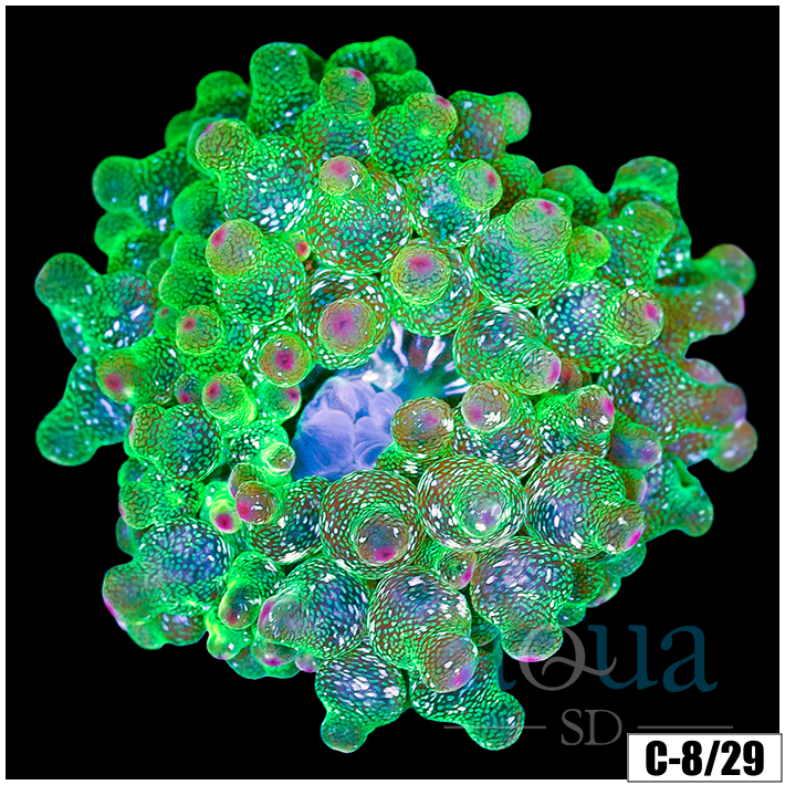 Acid Wash Bubble Tip Anemone