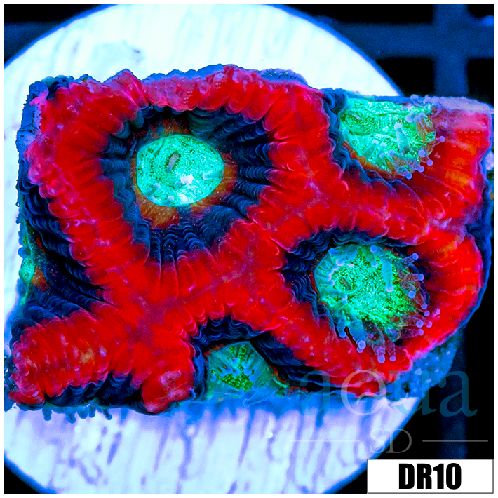 Lava Rim Favia