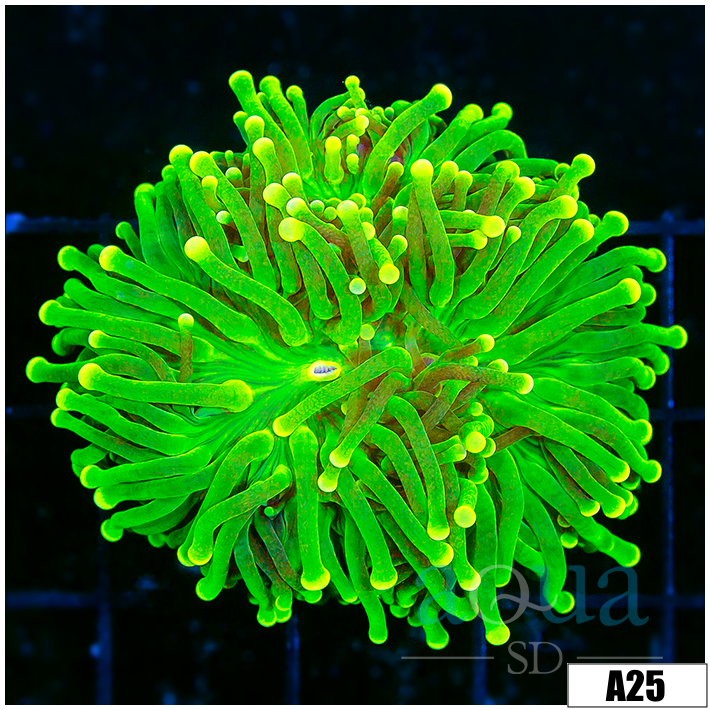 ASD Toxic Torch