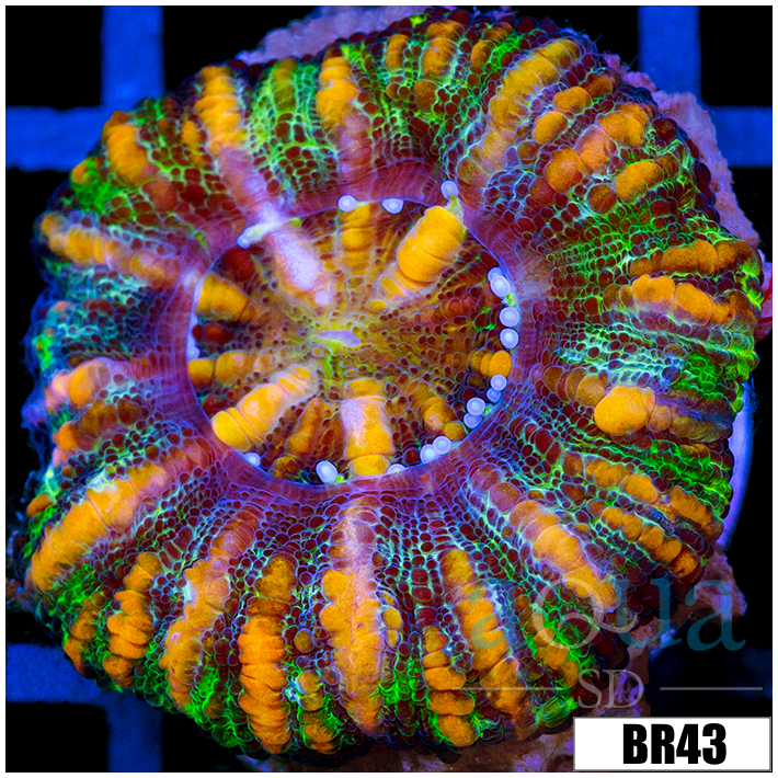 Aussie Tiger Striped Button Scoly