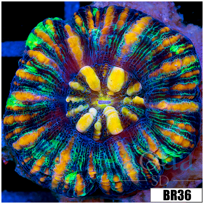 Aussie Tiger Striped Button Scoly