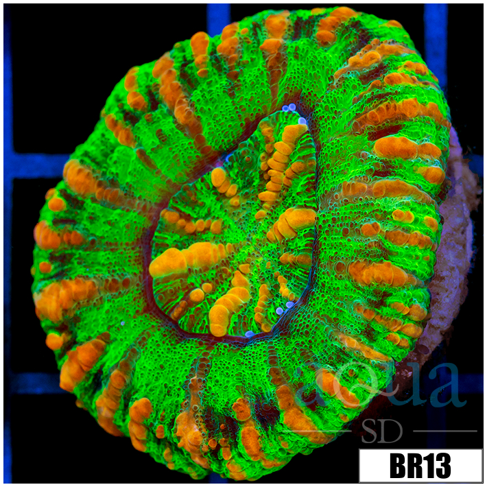 Aussie Nuclear Tiger Striped Button Scoly