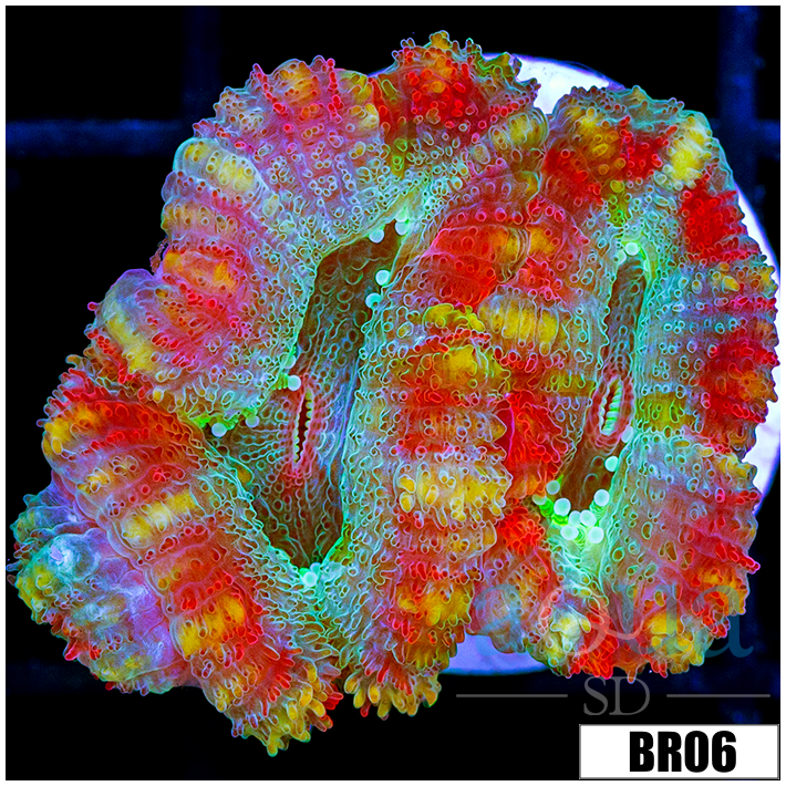 ASD Fruity Pebbles Acan Lord