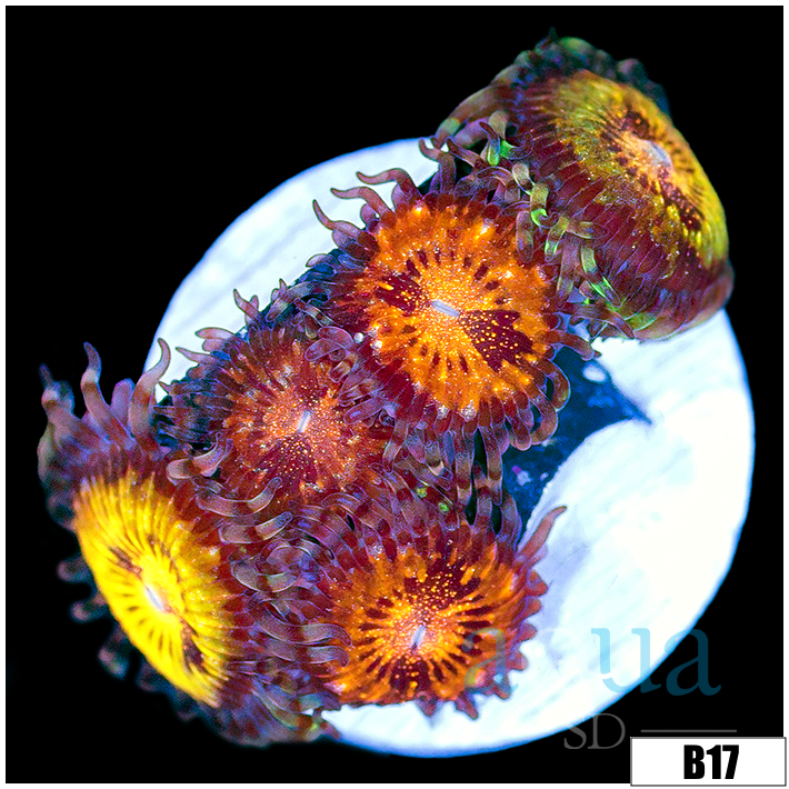 ASD Buttmuncher Zoas