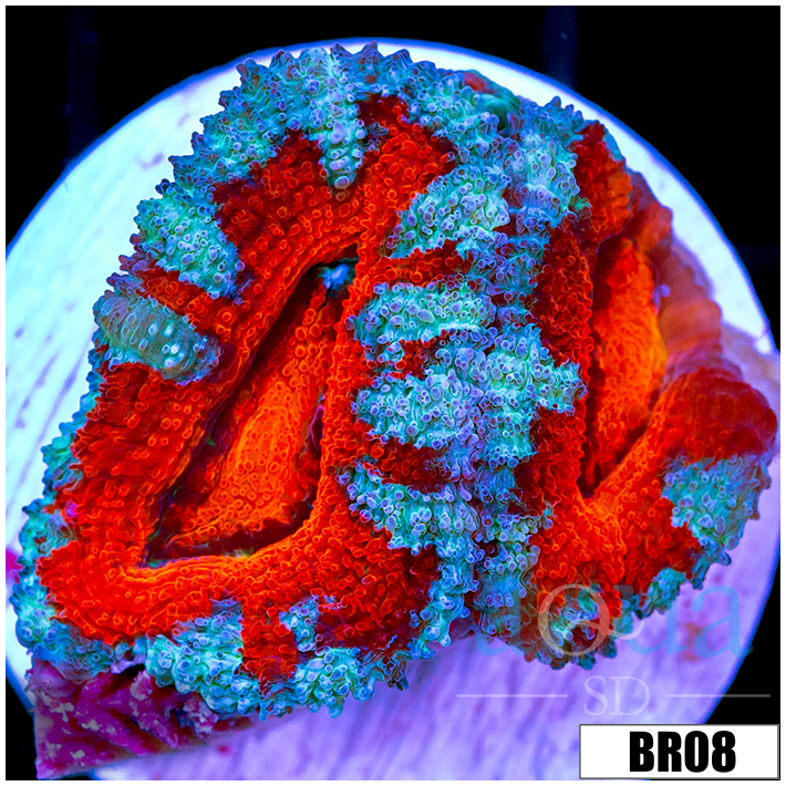 Teal Claw Acan Lord