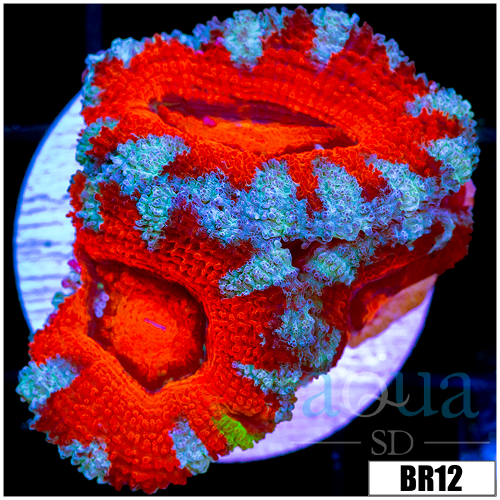 Teal Claw Acan Lord