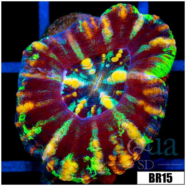Aussie Tiger Striped Button Scoly