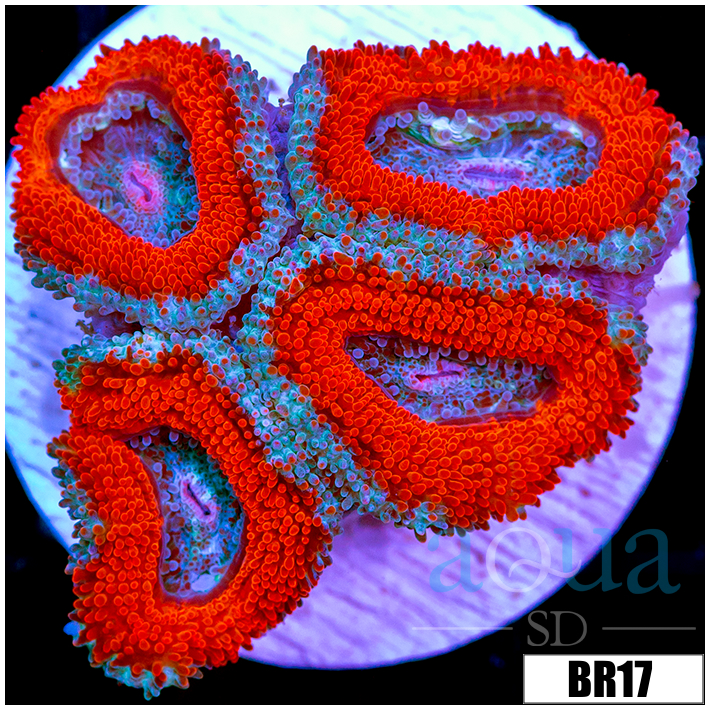 CLEARANCE - Teal Core Acan Lord