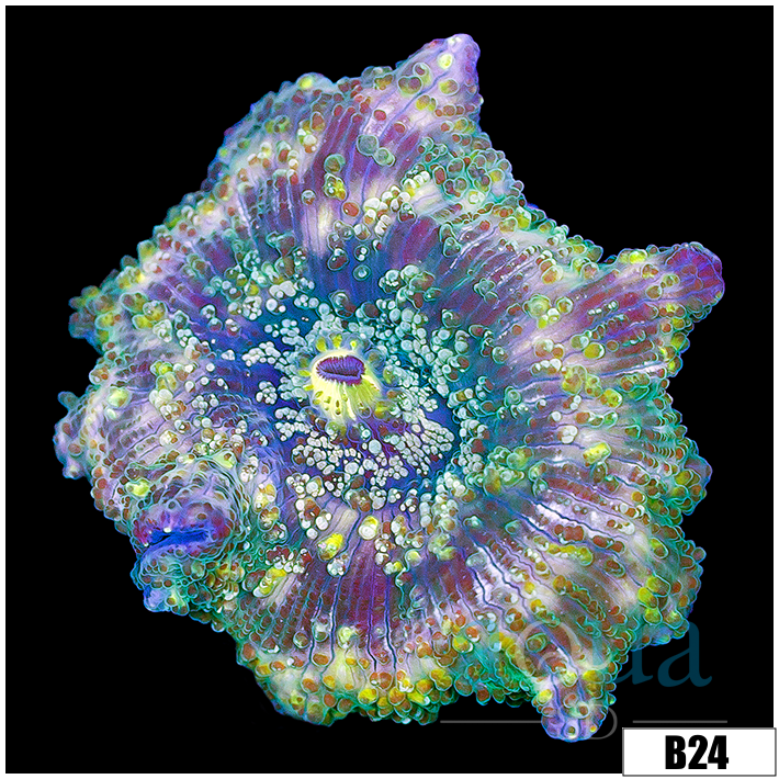Aussie Camo Discosoma Mushroom
