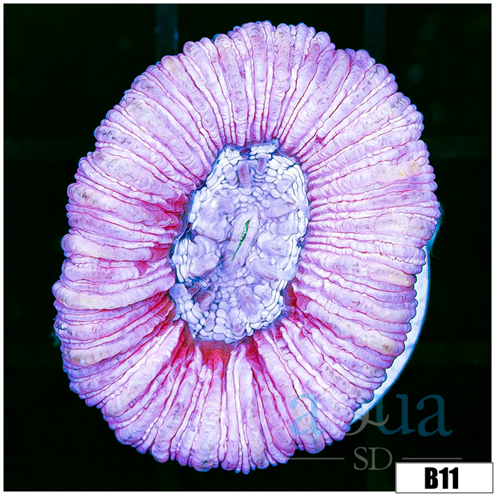 Aussie Lavender Trachy