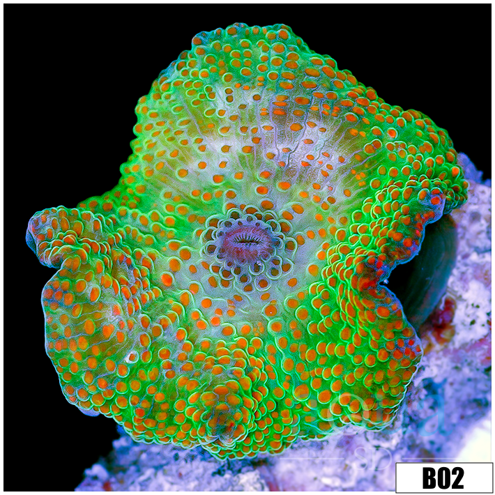Chicken Pox Discosoma Mushroom