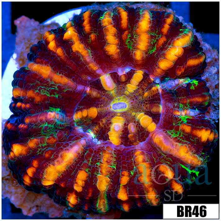 Aussie Tiger Striped Button Scoly