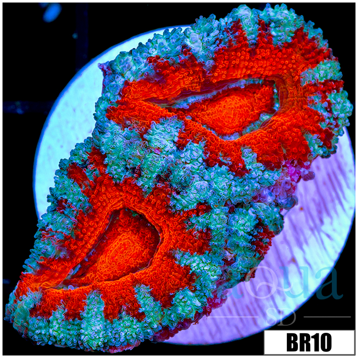 Teal Claw Acan Lord