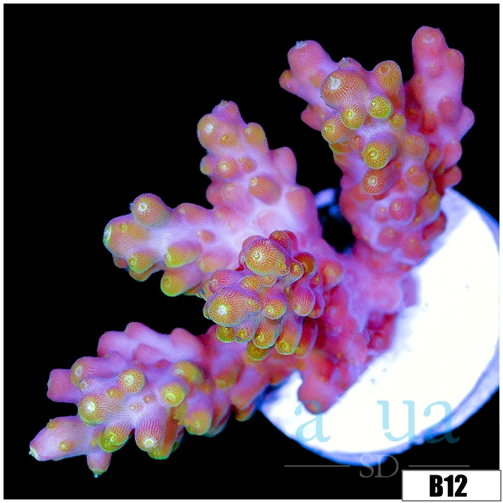 Candlelight Tort Acropora