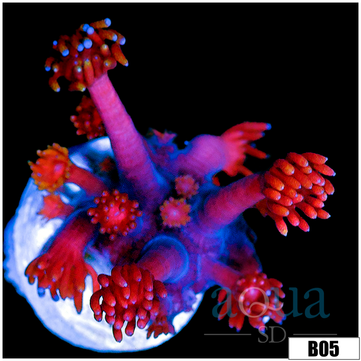 CLEARANCE - Indo Cultured Red Goniopora