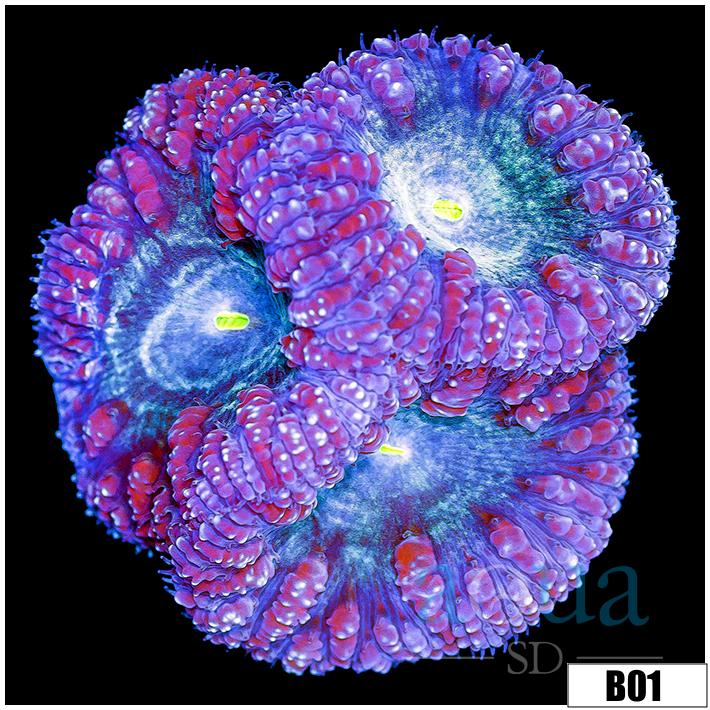 Purple Rim Blasto