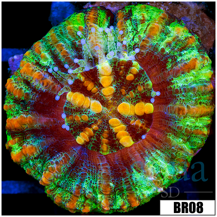 Aussie Tiger Striped Button Scoly