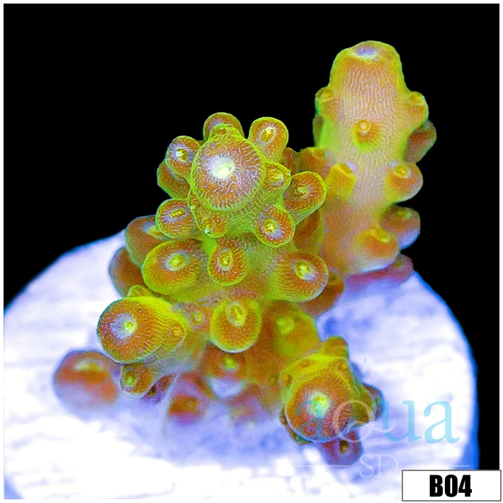 Golden Glaze Acropora