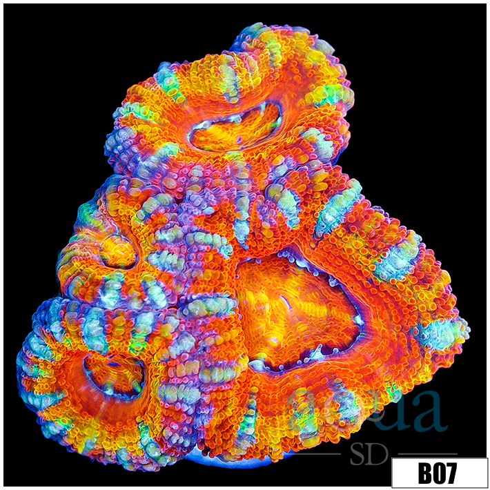 ASD Rainbow Peppermint Acan Lord