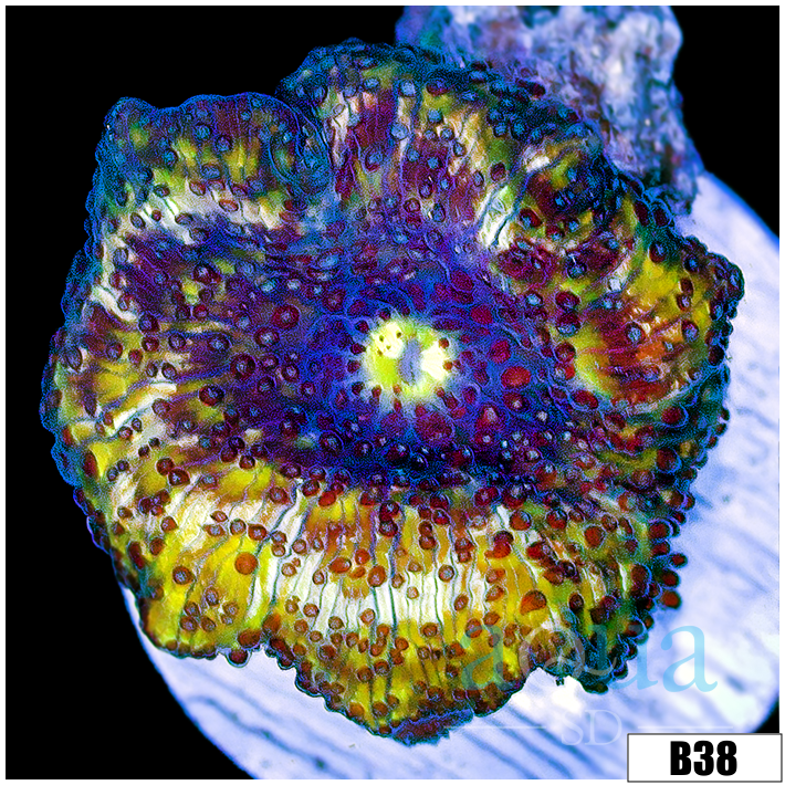 Icepox Discosoma Mushroom