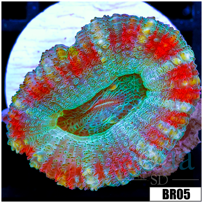 ASD Fruity Pebbles Acan Lord