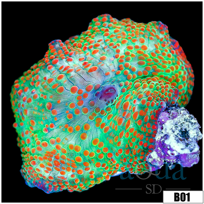 Chicken Pox Discosoma Mushroom