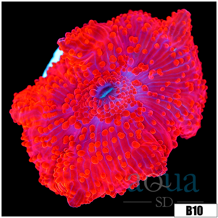 Aussie Deadpool Discosoma Mushroom