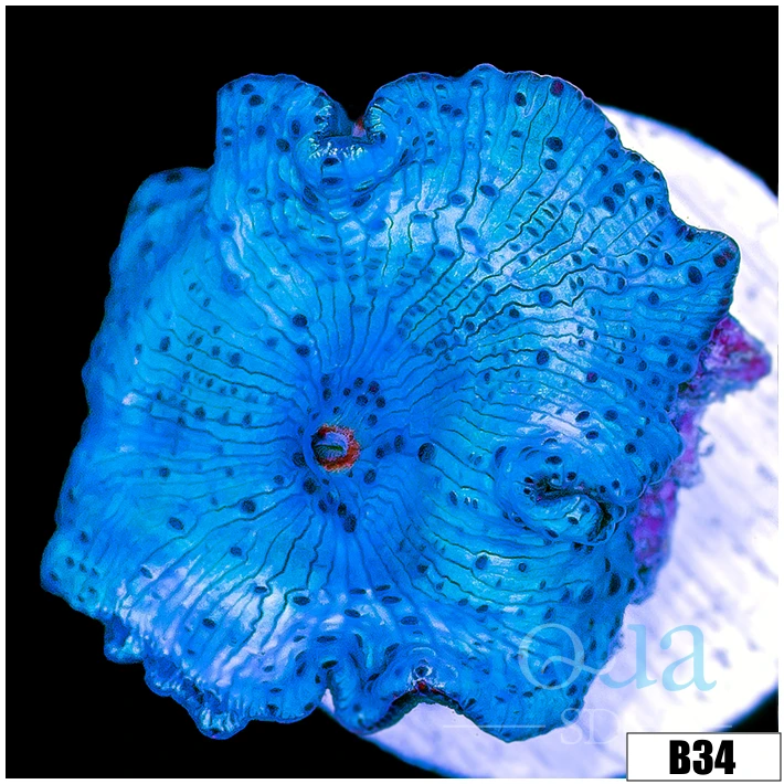 Aussie Blue Man Discosoma Mushroom