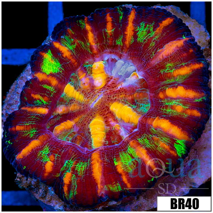 Aussie Tiger Striped Button Scoly
