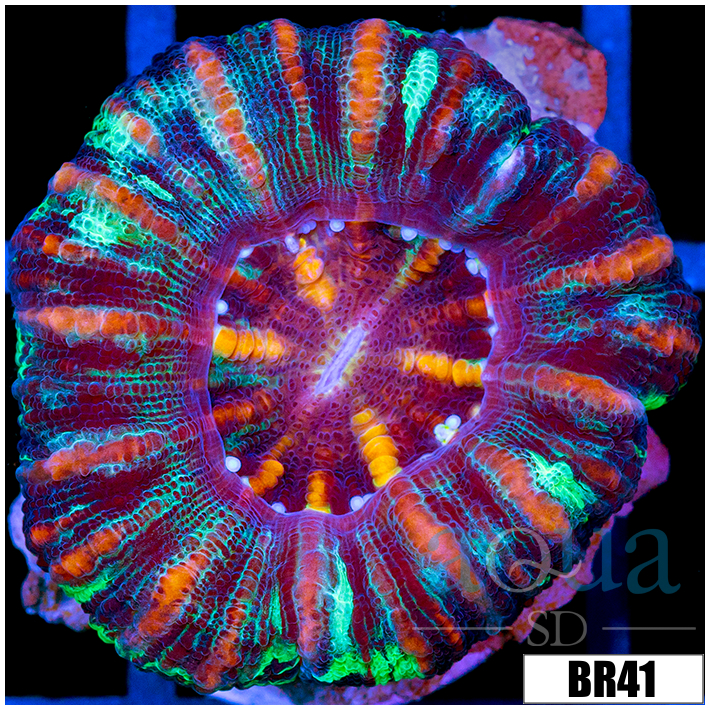 Aussie Tiger Striped Button Scoly