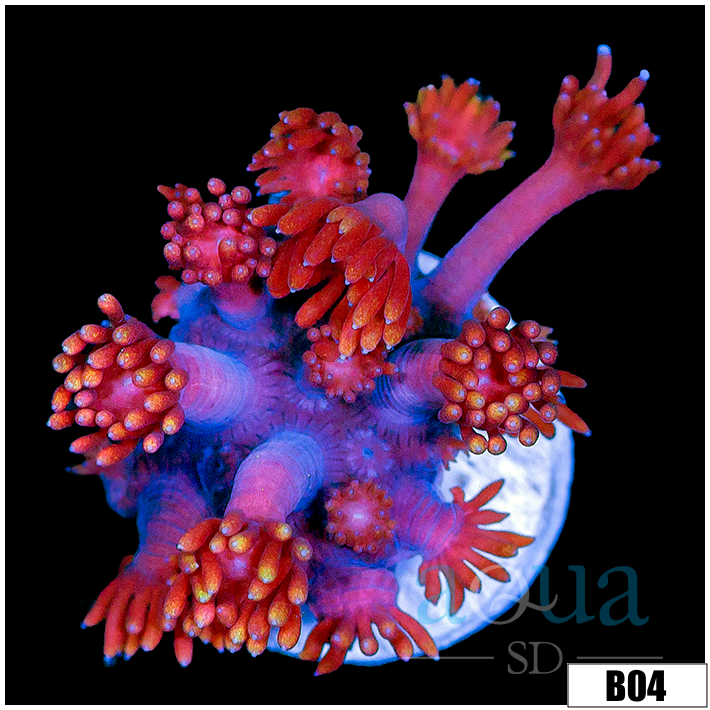 CLEARANCE - Indo Cultured Red Goniopora