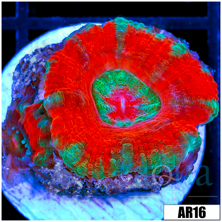 Bleeding Apple Acan Lord