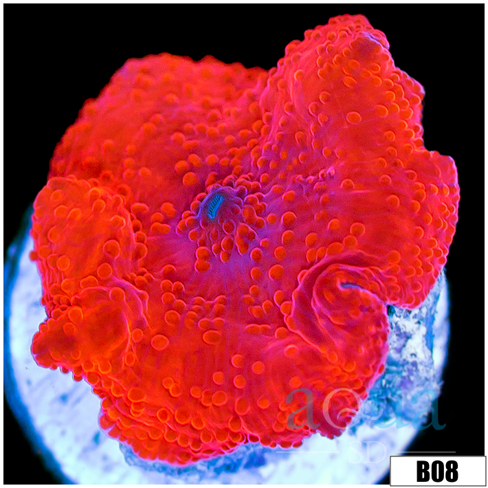 Aussie Deadpool Discosoma Mushroom