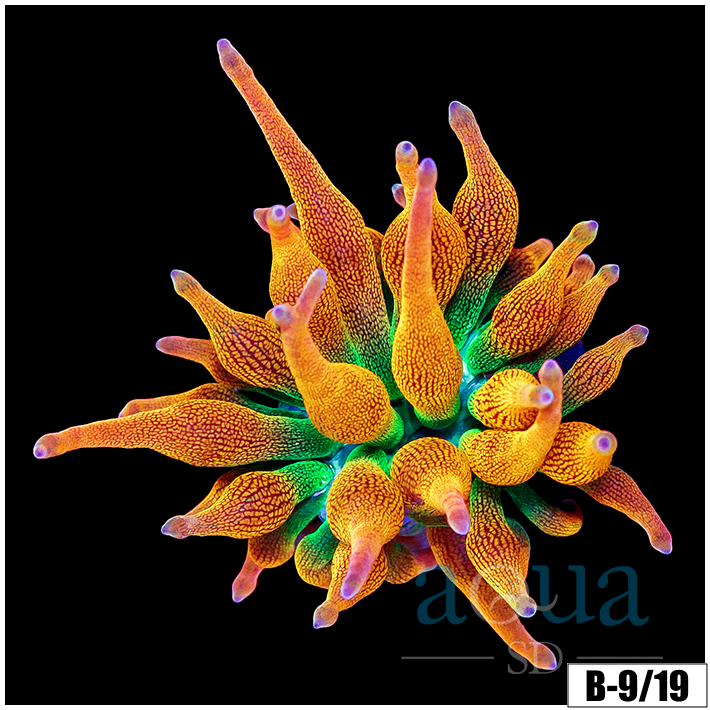 ASD Rainbow Bubble Tip Anemone