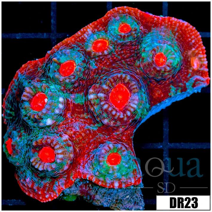 Afterburner Chalice Colony