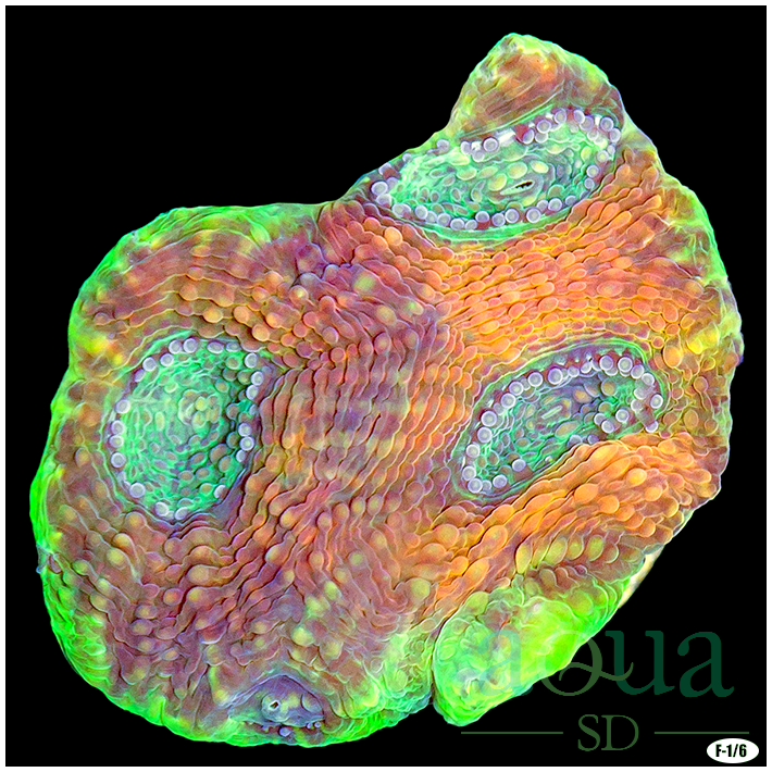 CLEARANCE - Party Town Acan Enchinata Multiples Available