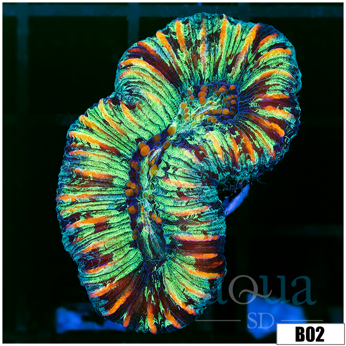 Aussie Neon Splatter Trachy