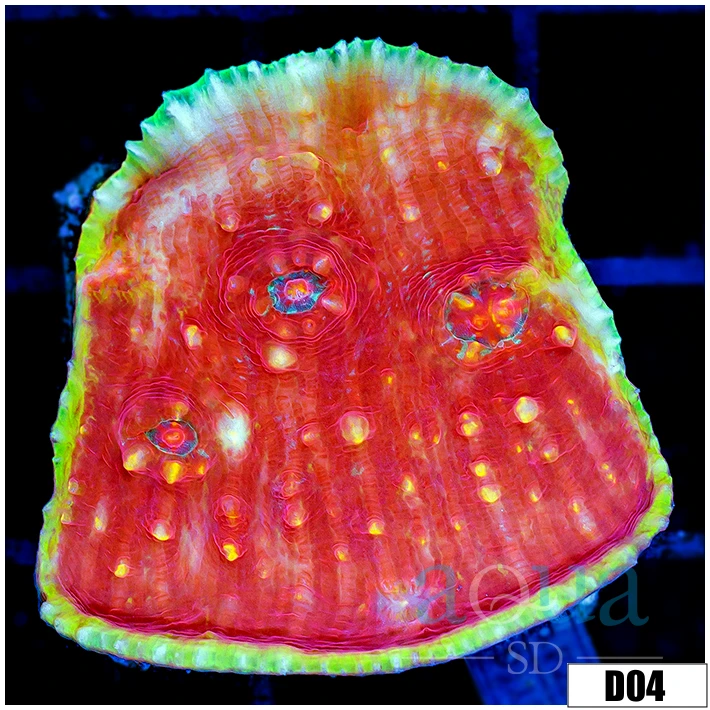 Indo Culutured Chalice Colony