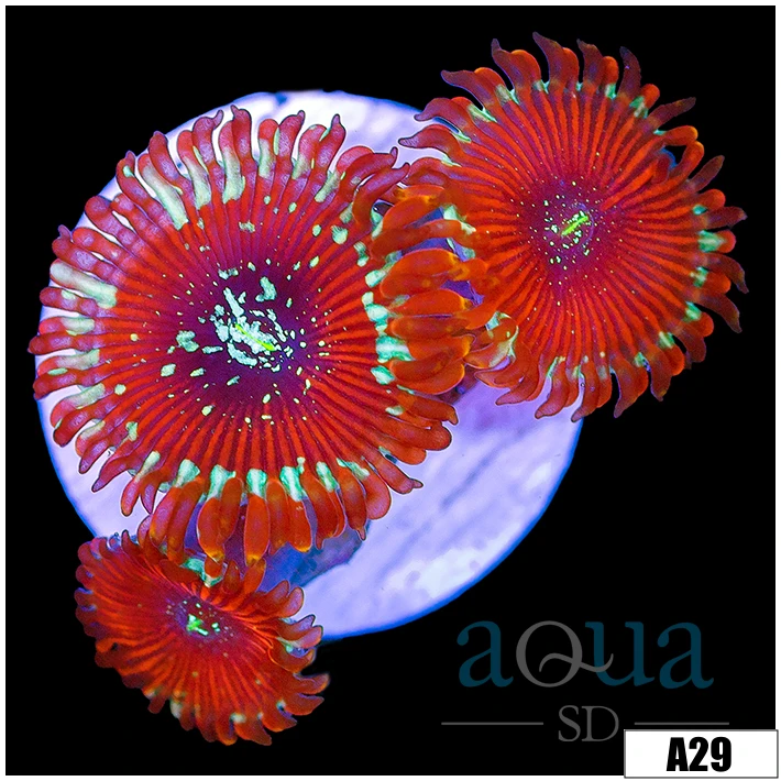 Magician Zoas