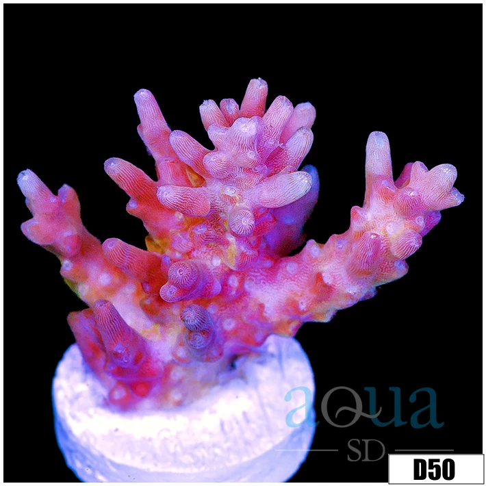Strawberry Tort Acropora