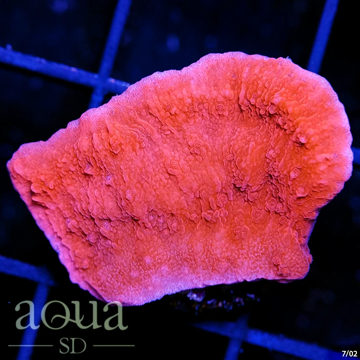 Red Monti Cap Multiples Available