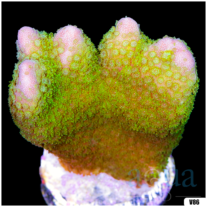 Green Montipora Digitata Frag Multiples Available
