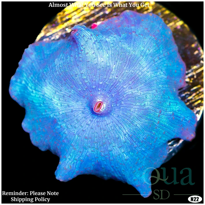 Aussie Blue Mans Discosoma Mushroom Multiples Available