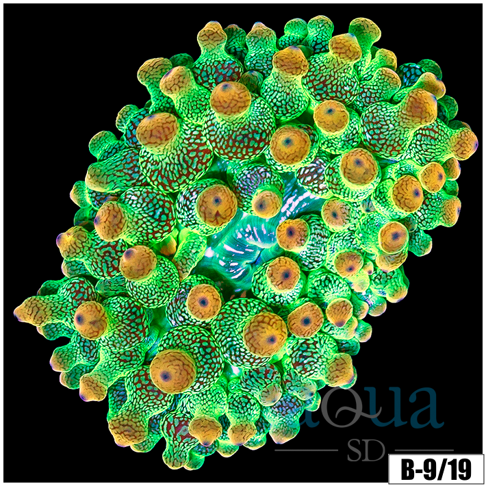Carrot Bubble Tip Anemone
