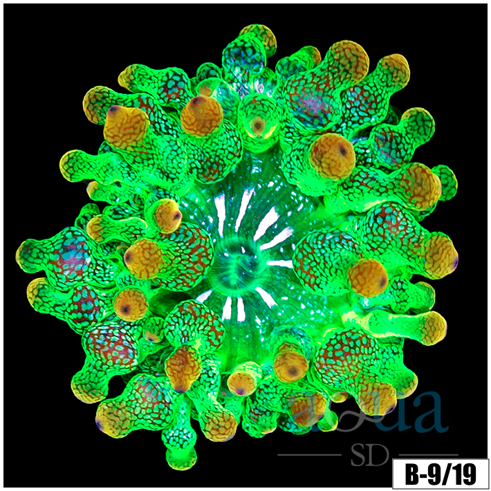 Carrot Bubble Tip Anemone