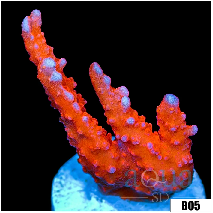 Red Manilla Spy Multiples Available Medium Sized Frag