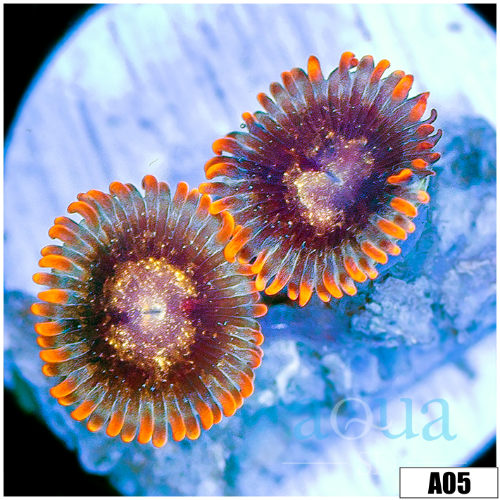Crimson Galaxy Zoas