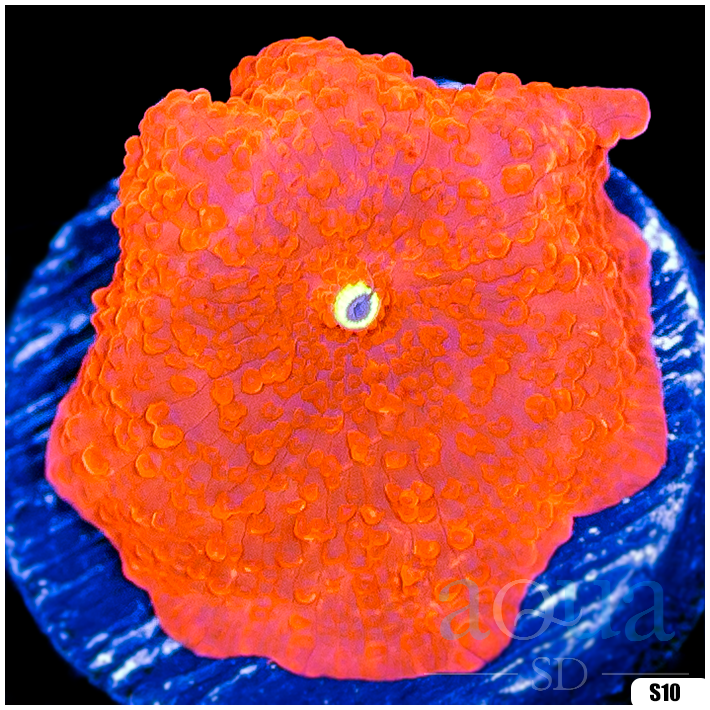 Aussie Deadpool Discosoma Mushroom Multiples Available
