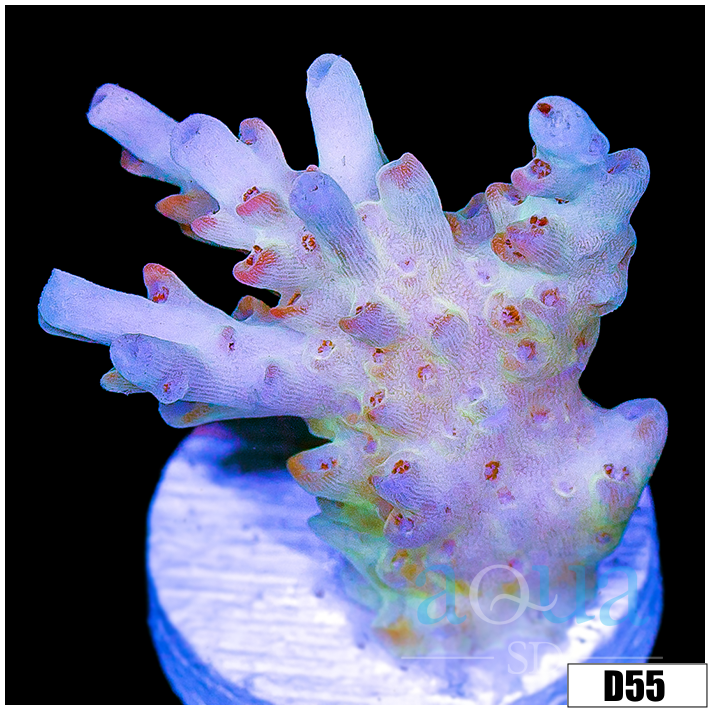 Frozen Glaze Acropora